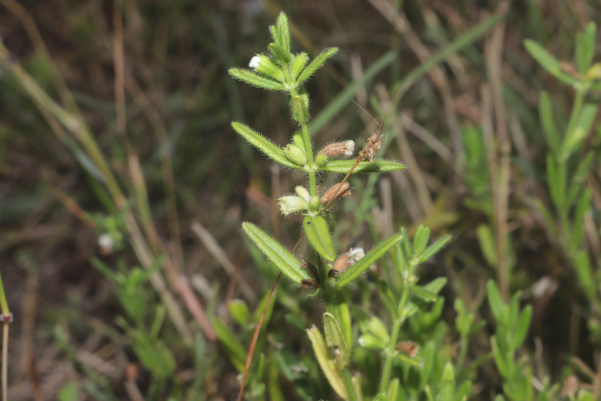 Leucas diffusa Benth.